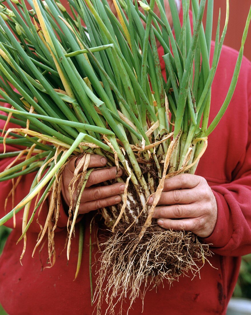 Hands Holding a Bunch of Fresh Green Onions with Dirt and Roots Still Attached