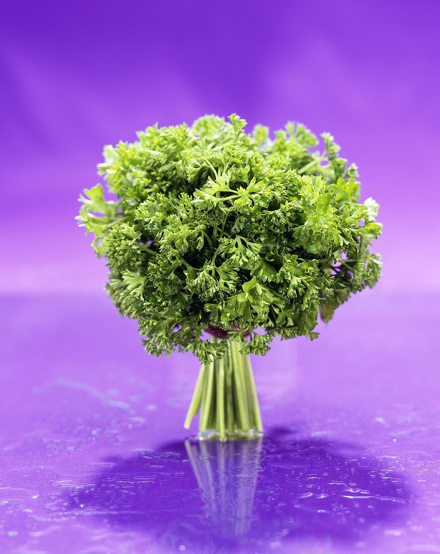 Large Bunch of Curley Parsley on a Purple Background
