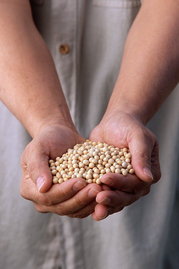 Hands Holding Many Soy Beans