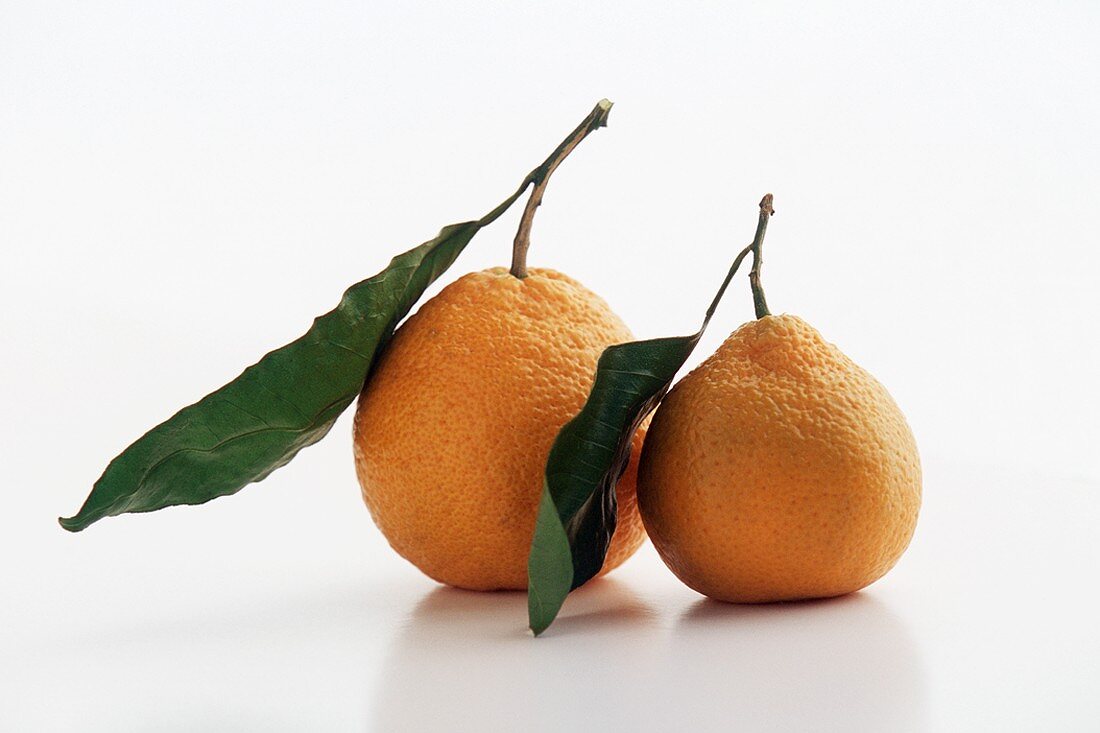 Two Satsuma Tangerines with Leaves on a White Background
