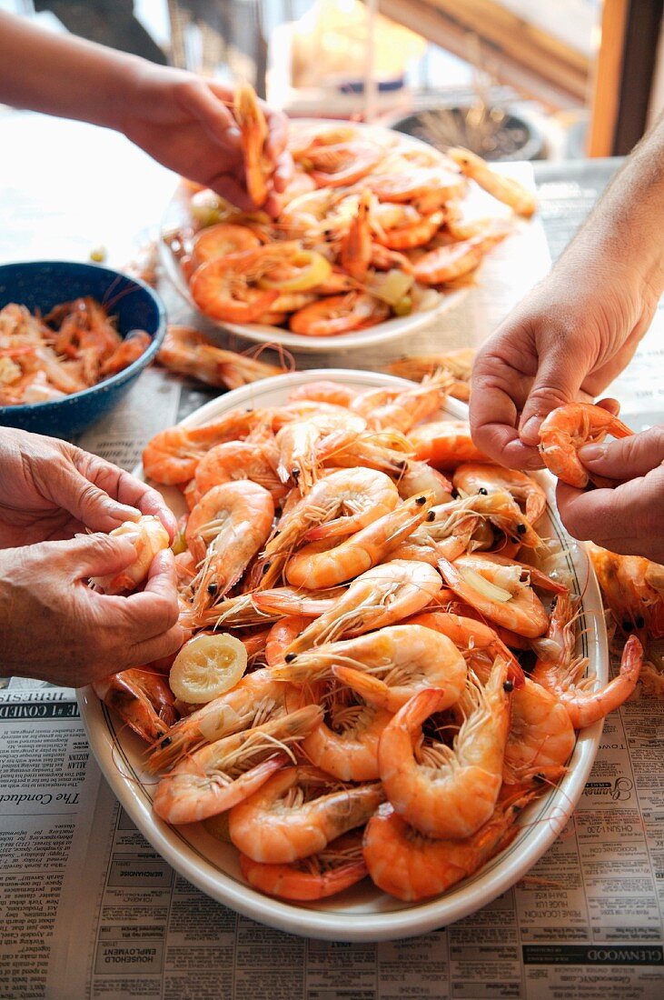 Hands Peeling Whole Boiled Shrimp