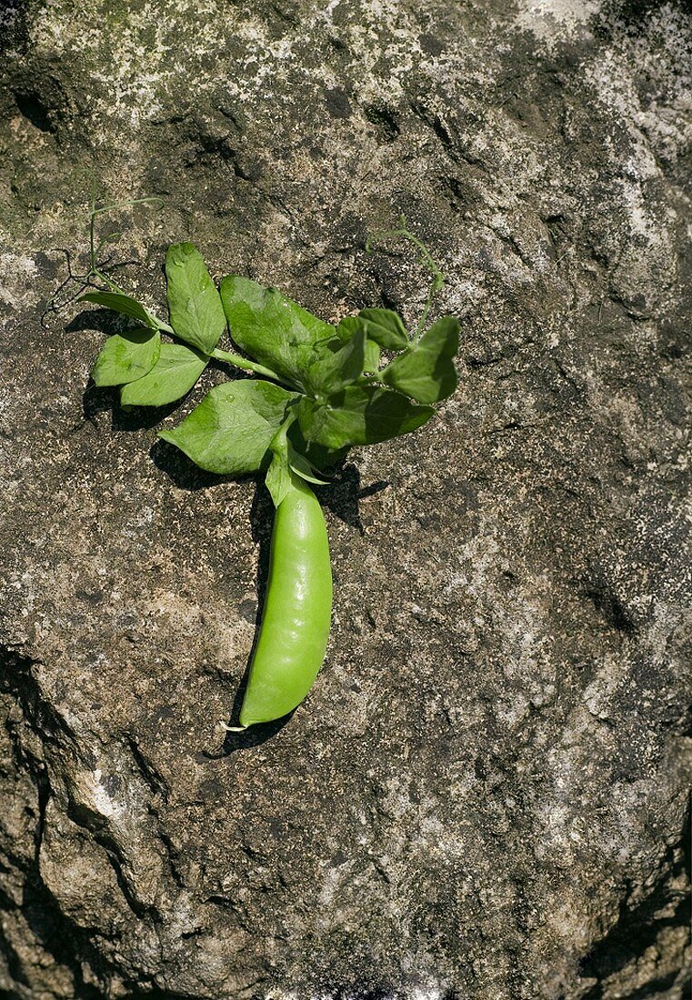 A Single Pea Pod with Leaves on a Rock