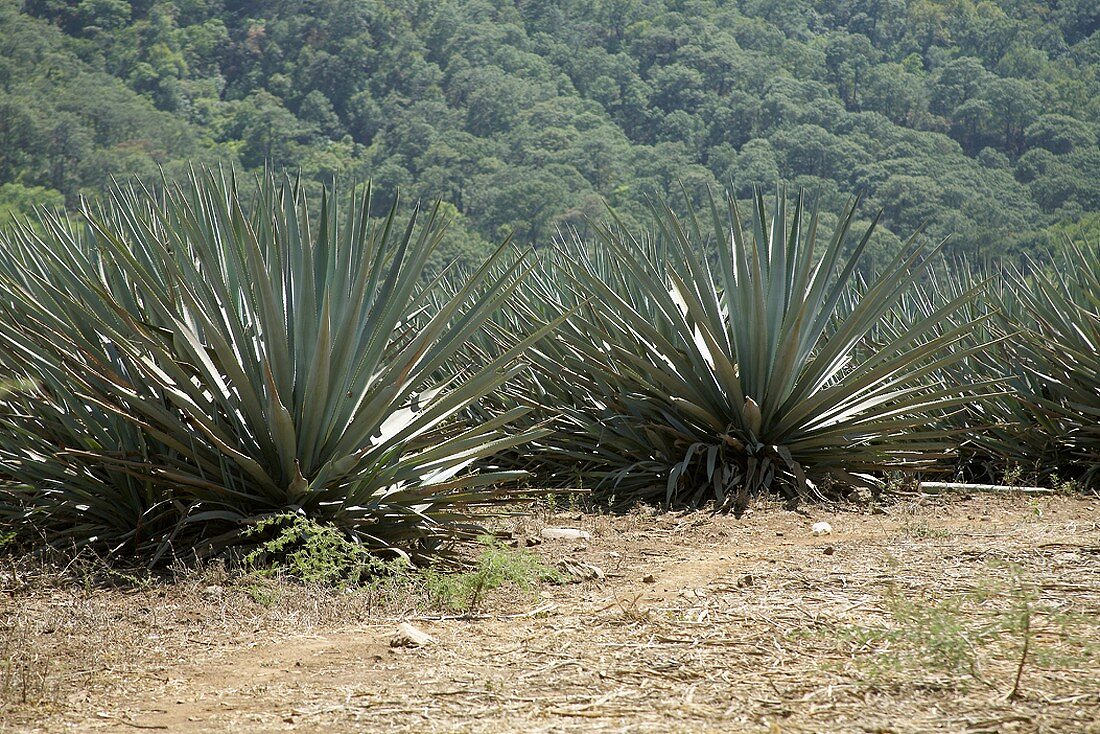 Agavepflanzen in Mexiko