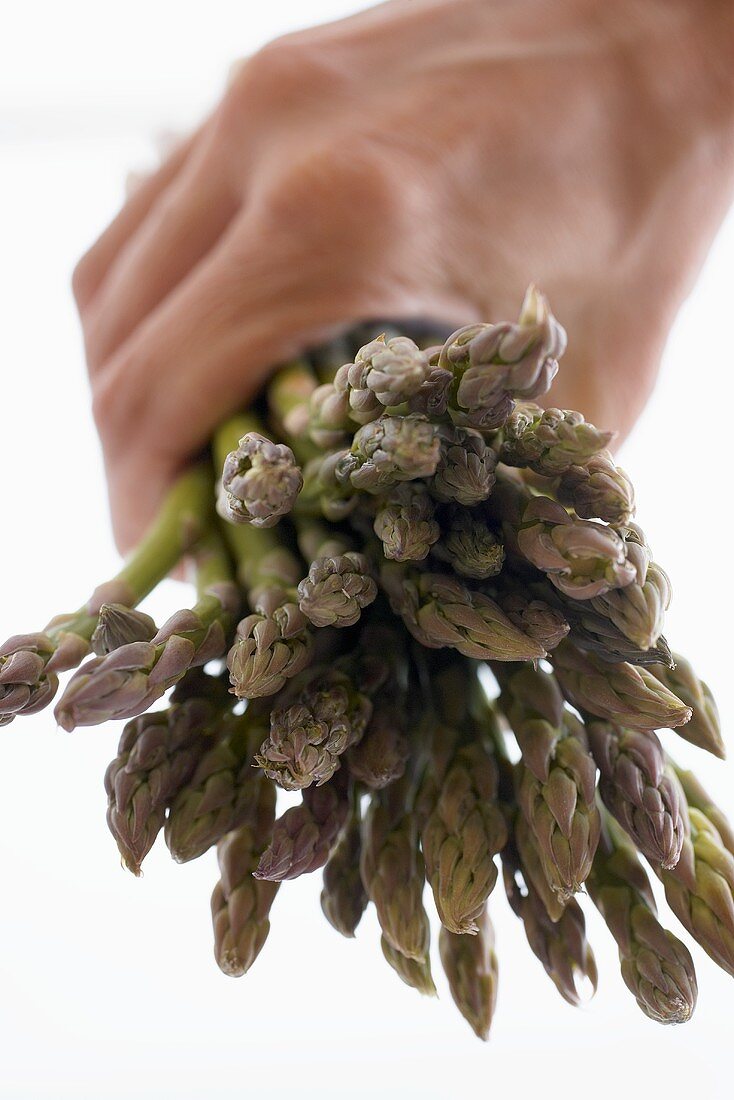 Hand Holding a Bunch of Organic Asparagus