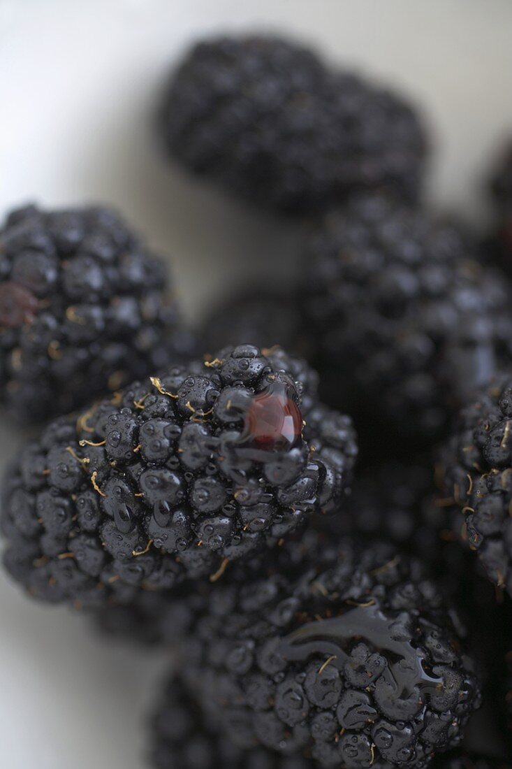 Close Up of Fresh Organic Blackberries