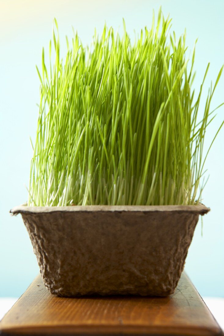 Wheat Grass Growing in Cardboard Container