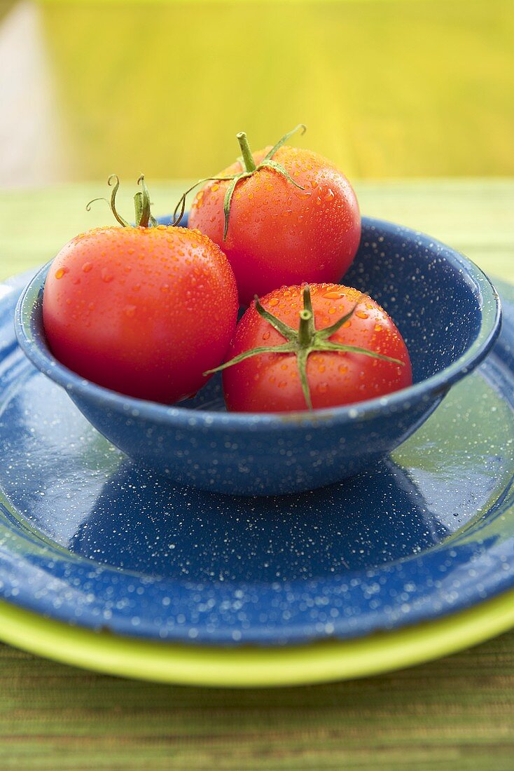 Drei Tomaten in blauer Schale