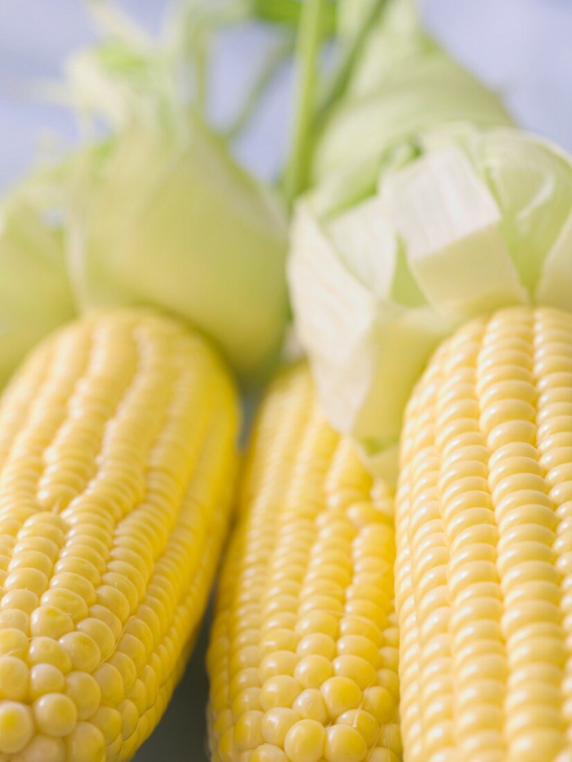 Fresh Corn on the Cob; Close Up