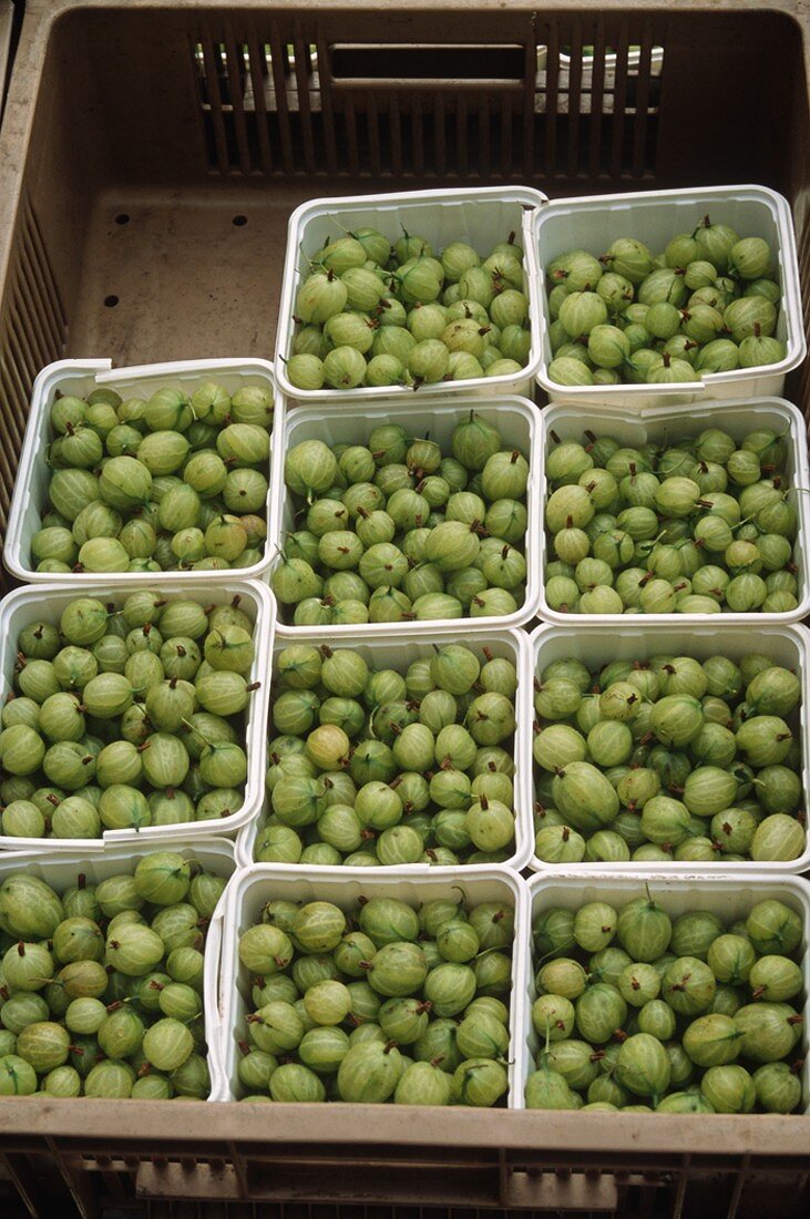 Many Containers of Gooseberries