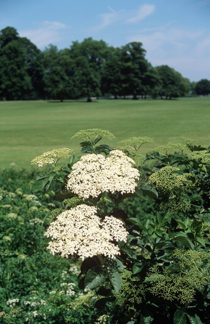 Blossoming Elderflower Plant