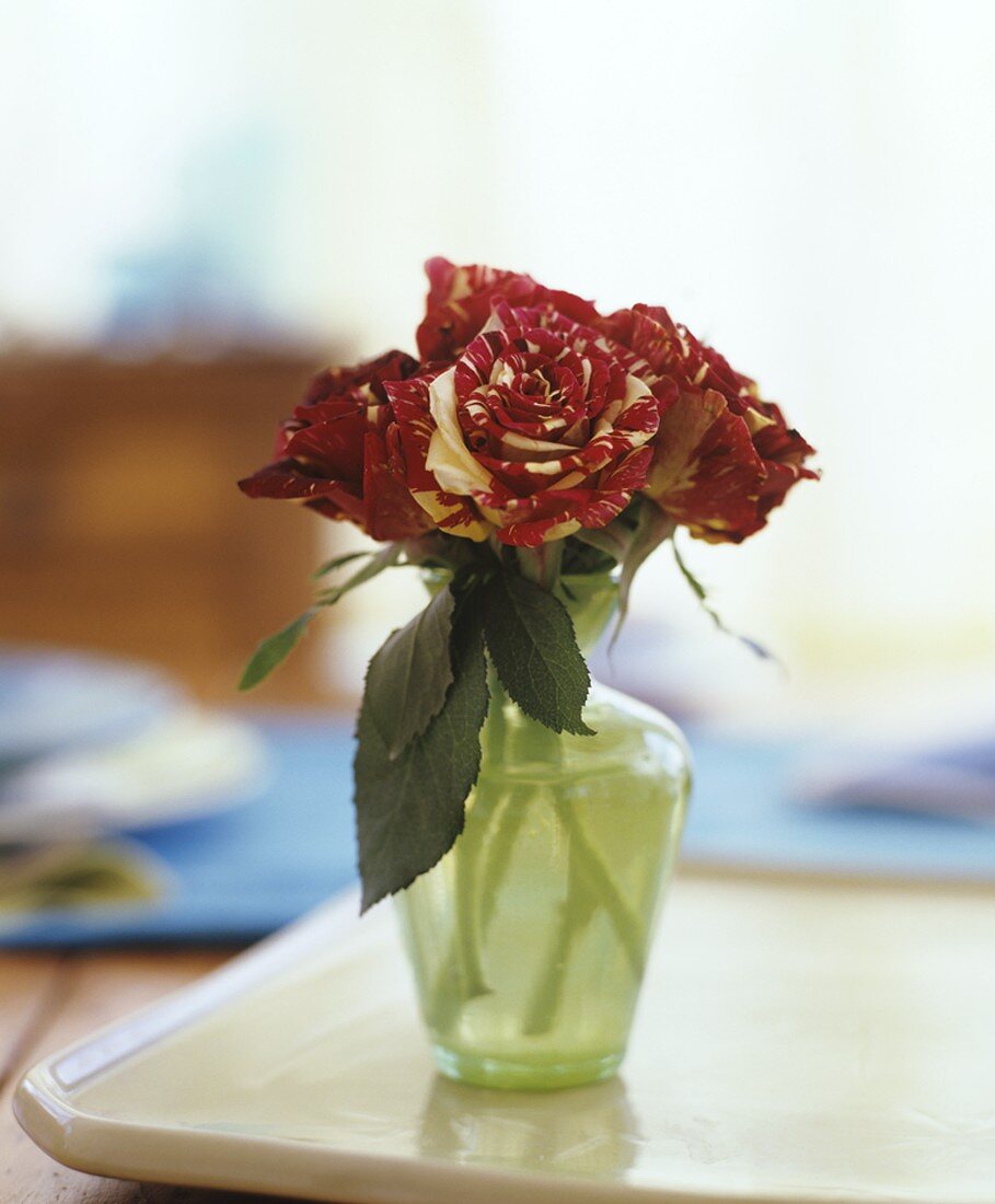 Roses in a vase