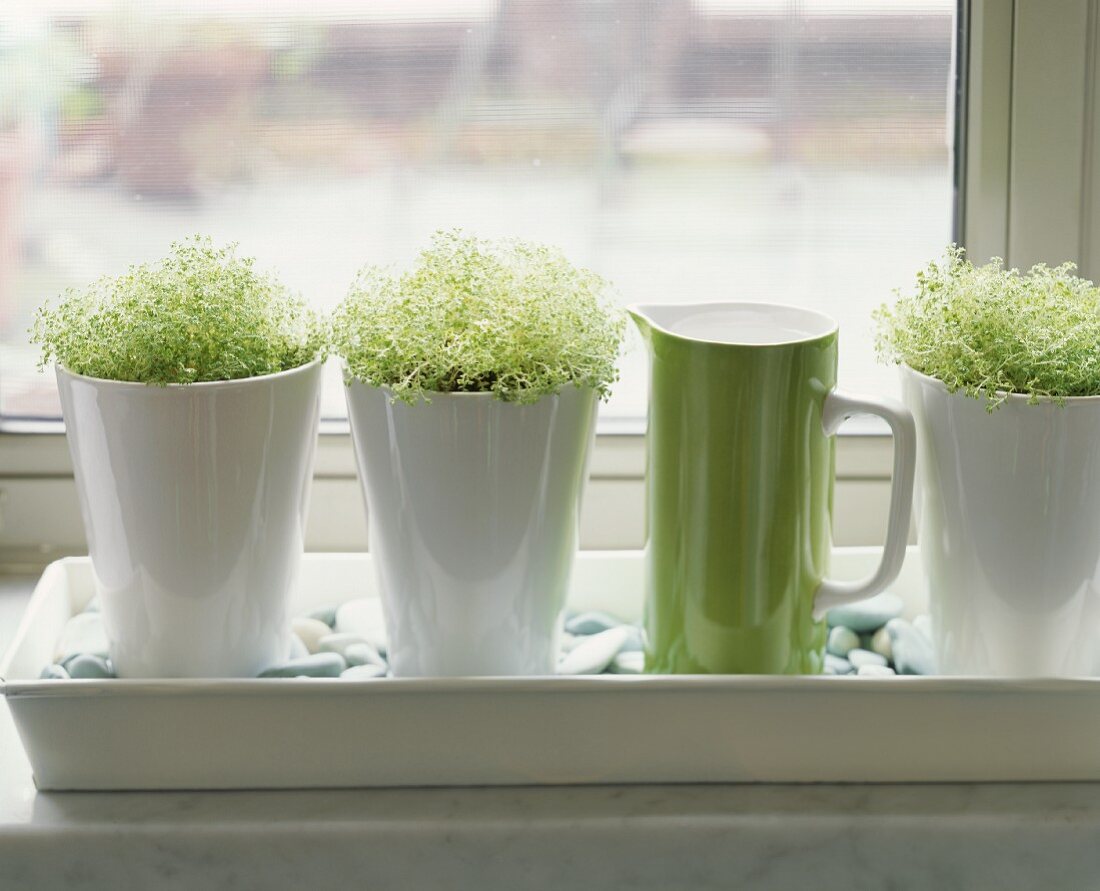 Fresh sprouts growing in pots on a window ledge