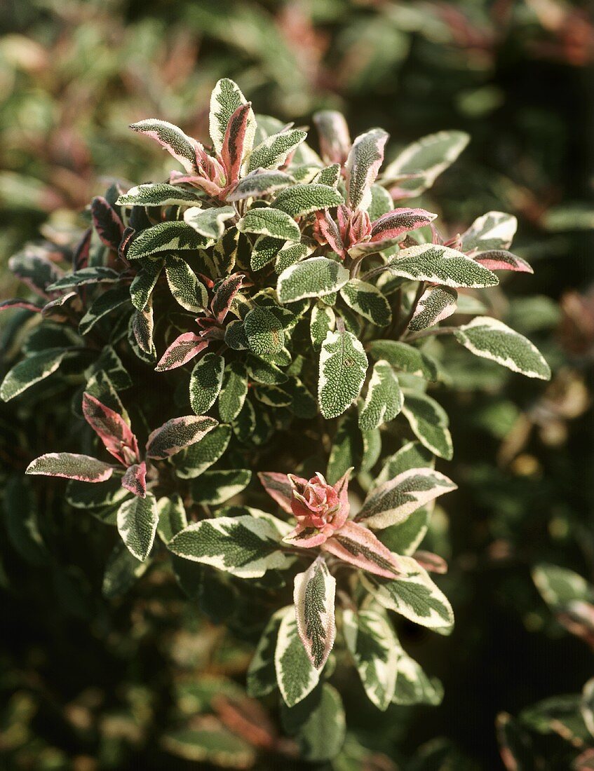 Sage plant (variety: Tricolor) in open air