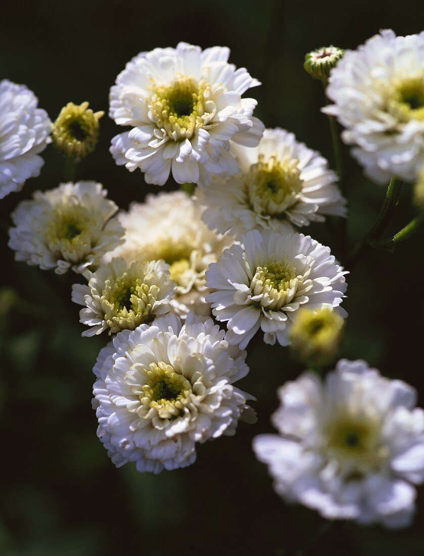 Blühendes Mutterkraut (Chrysanthemum Parthenium)