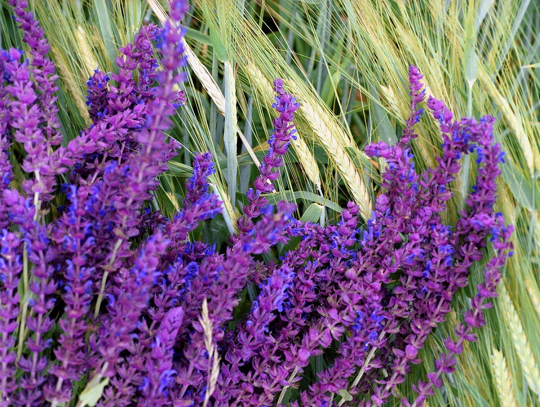 Sage flowers in wheat field