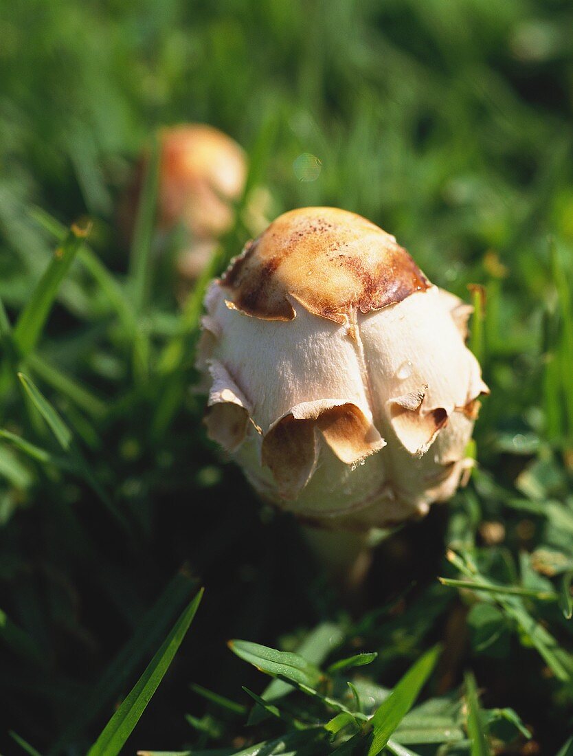 Wilde Pilze im Gras wachsend