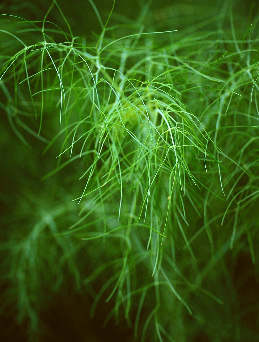 Dill plant in the garden