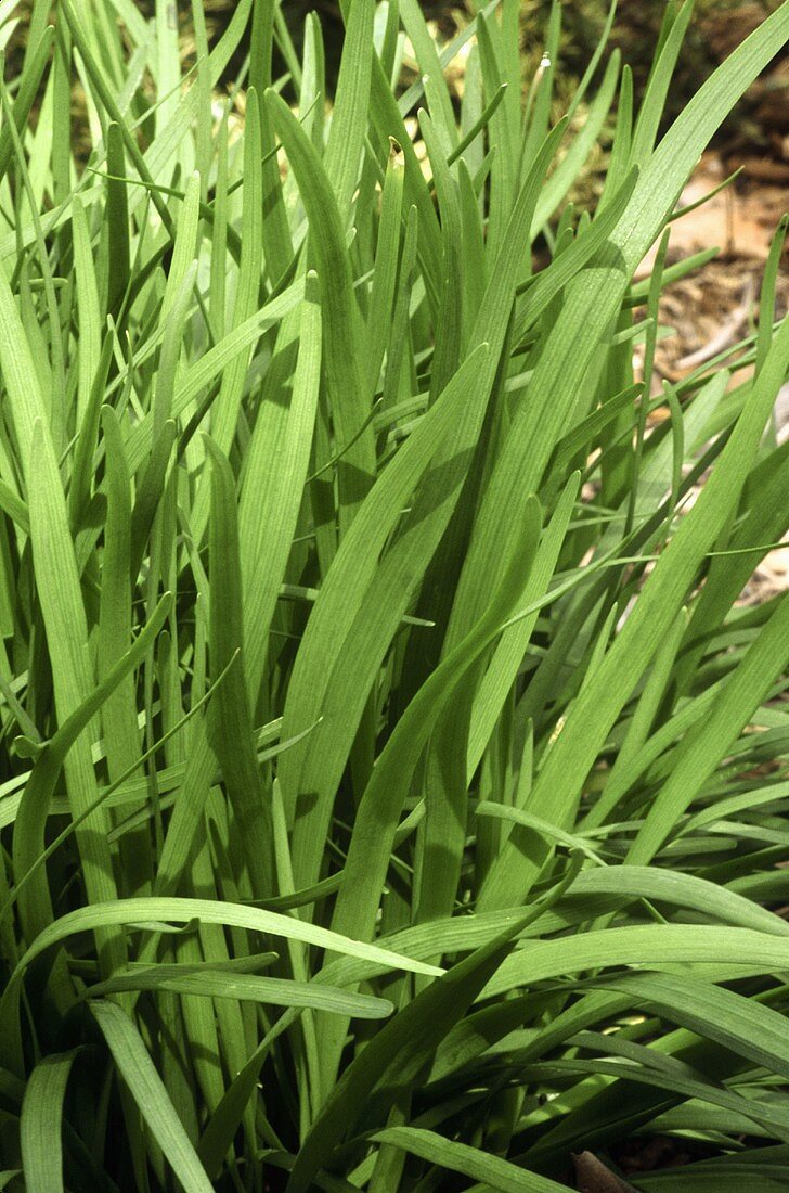 Garlic chives