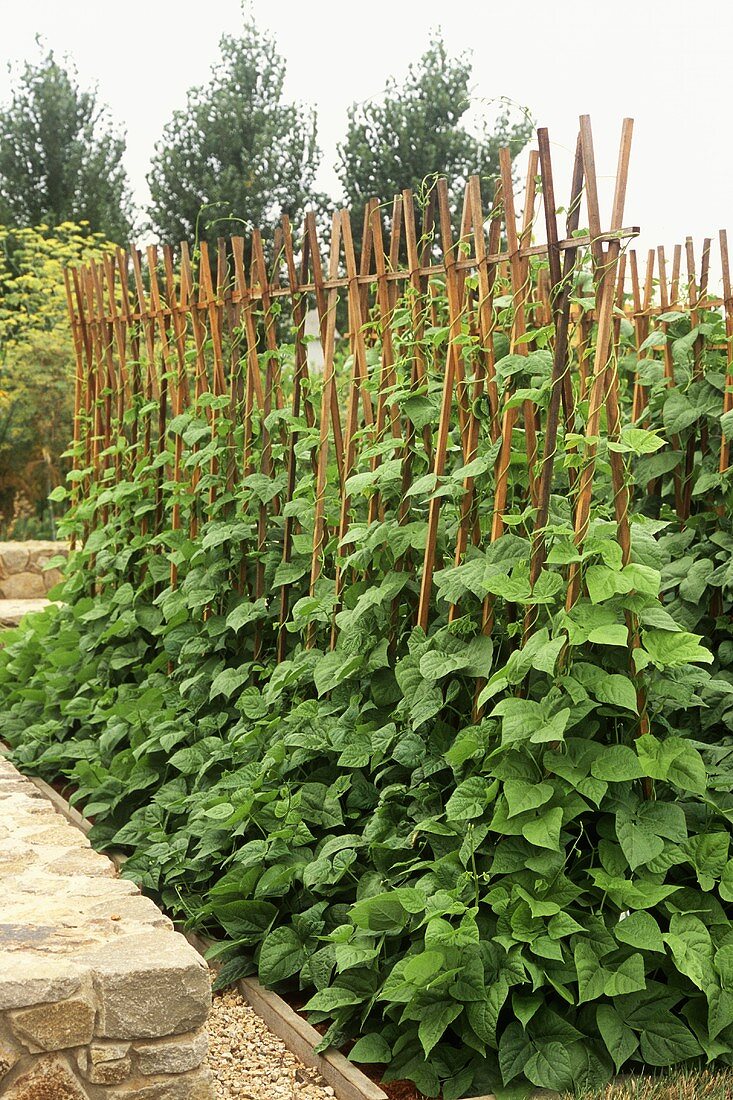 Pole beans in the garden