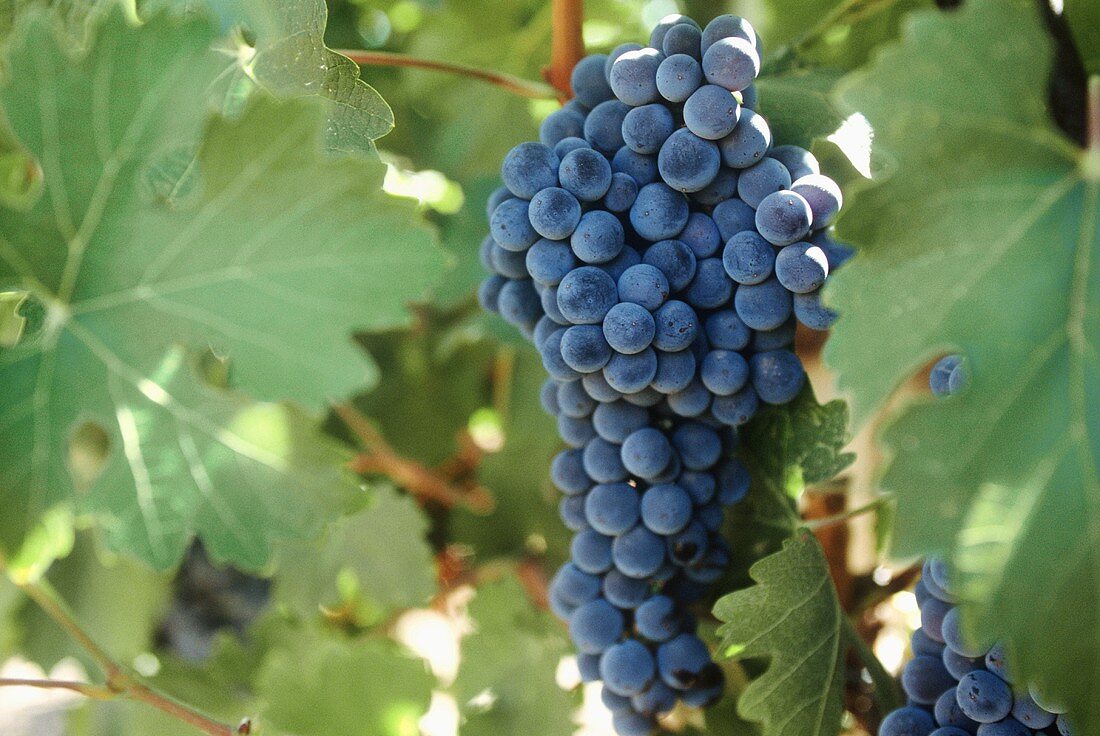 Red wine grapes on the vine (vineyard; Temecula, California)