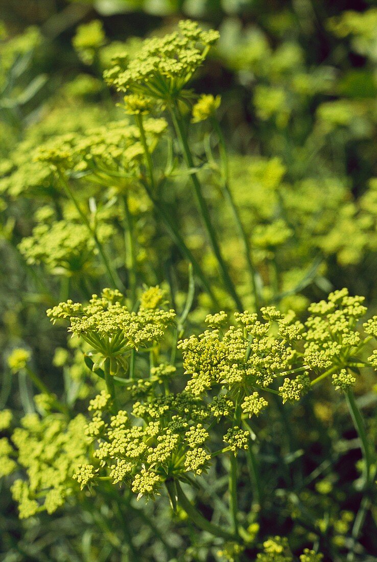 Flowering samphire