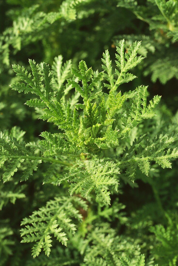 Chamomile plants