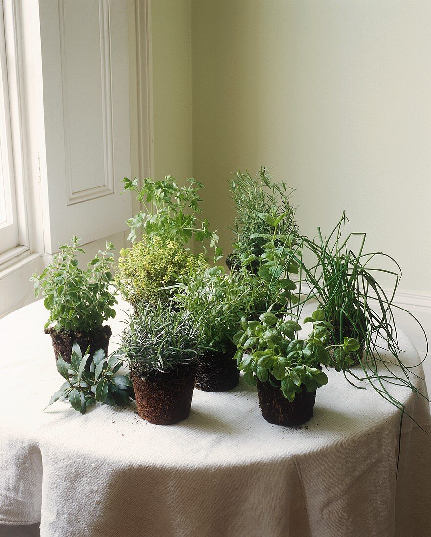 Herbs, removed from their pots, on table