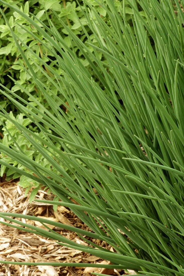 Chives in the garden