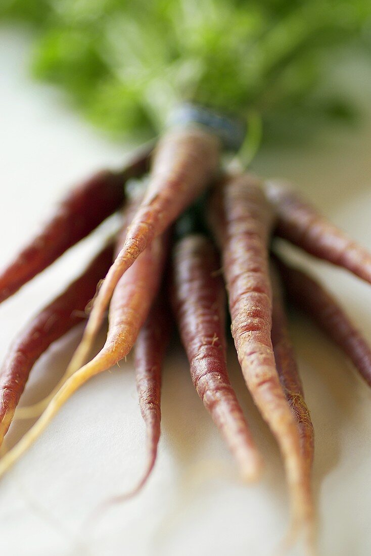 Red carrots, in a bunch