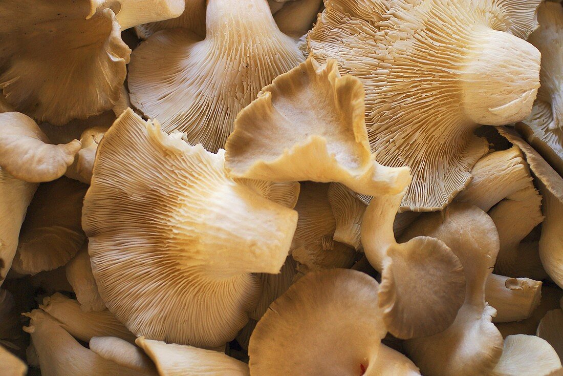 Oyster mushrooms (filling the picture)