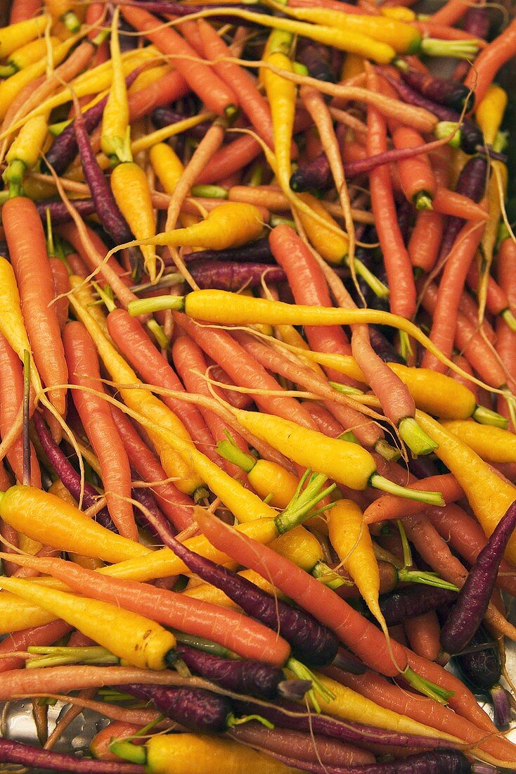 Various types of carrots (filling the picture)
