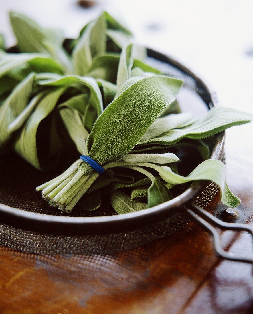 Fresh sage leaves, in a bunch, in sieve