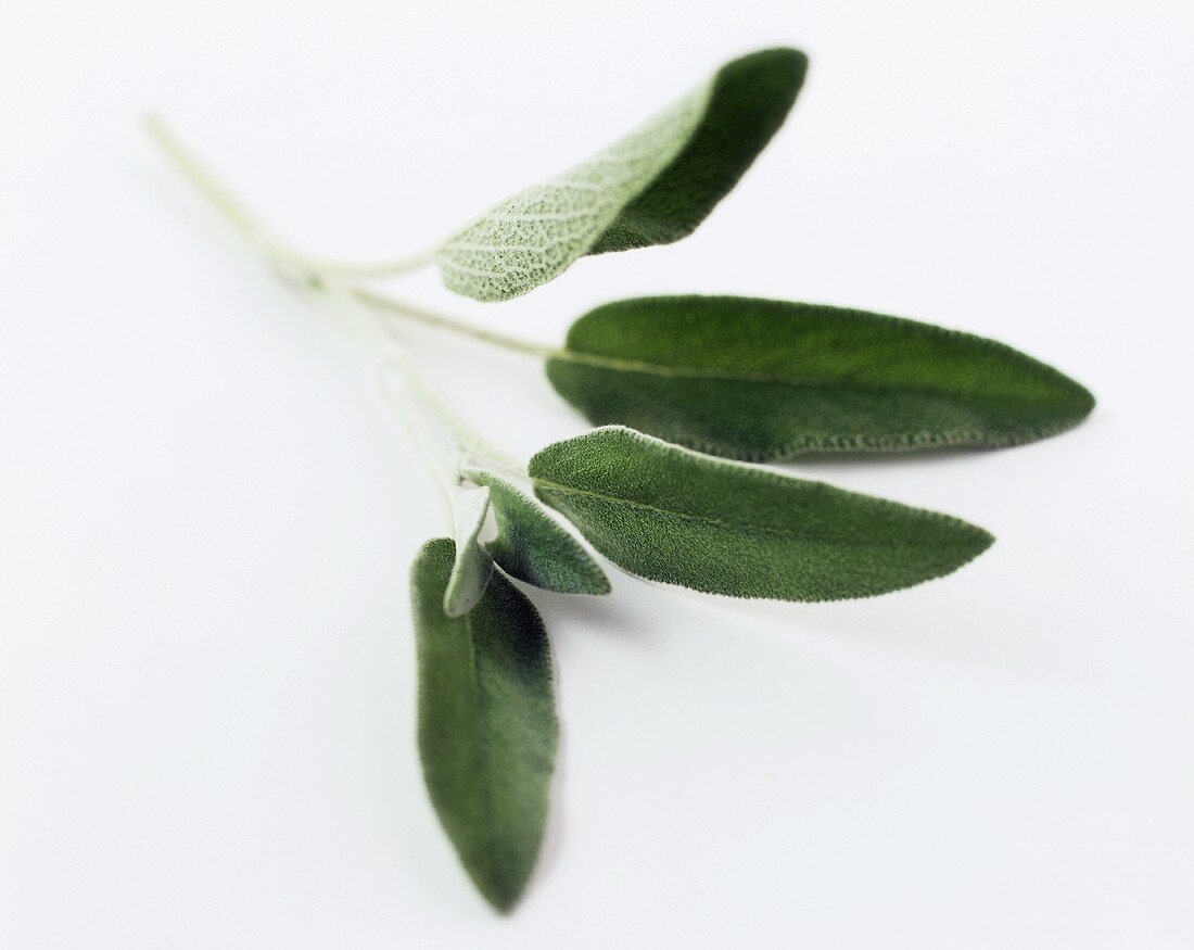 A sprig of sage