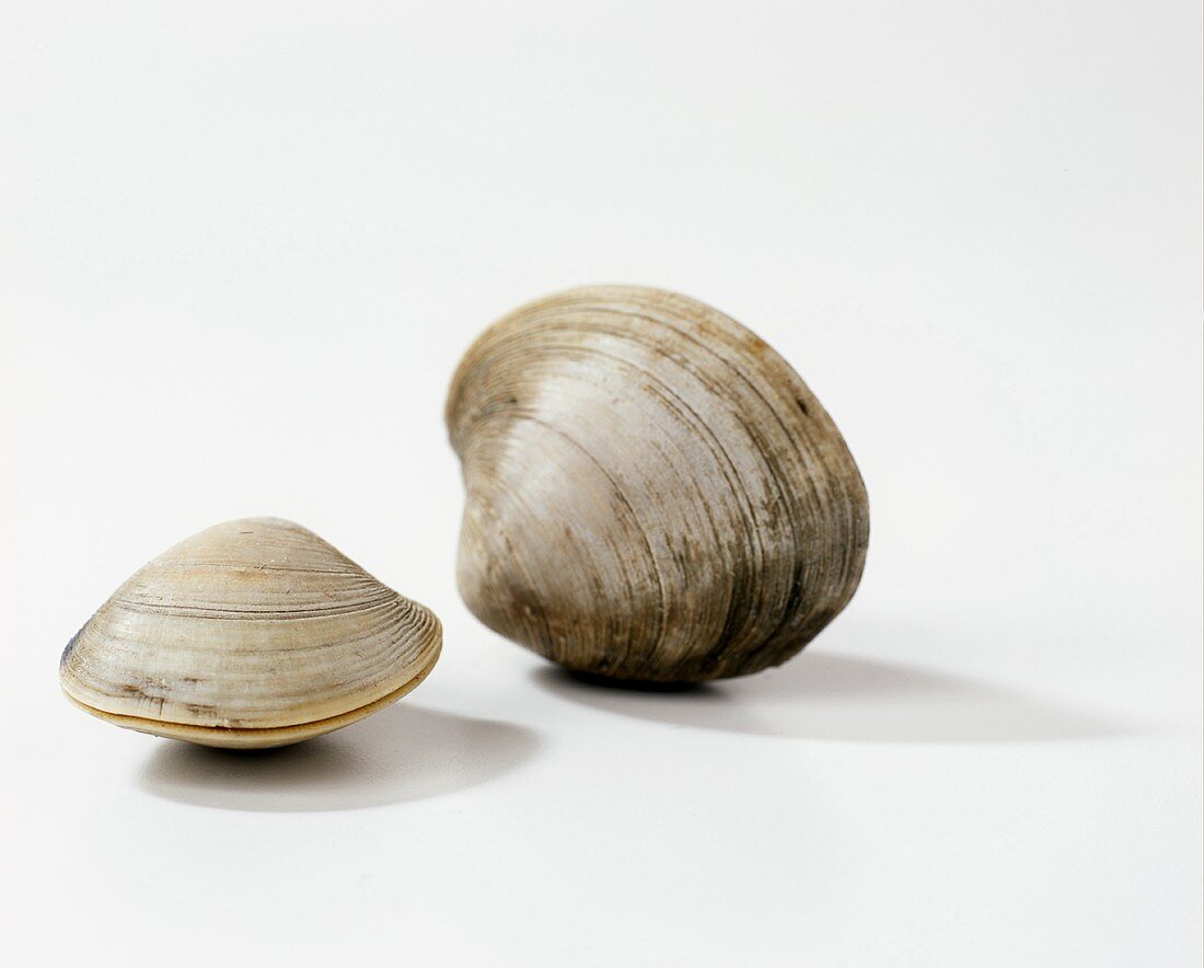Two clams on white background