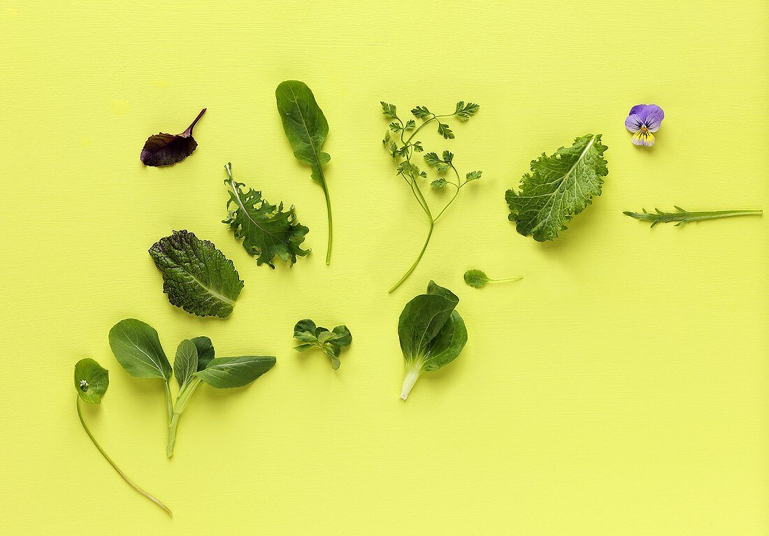 Assorted salad leaves, herbs and edible flower