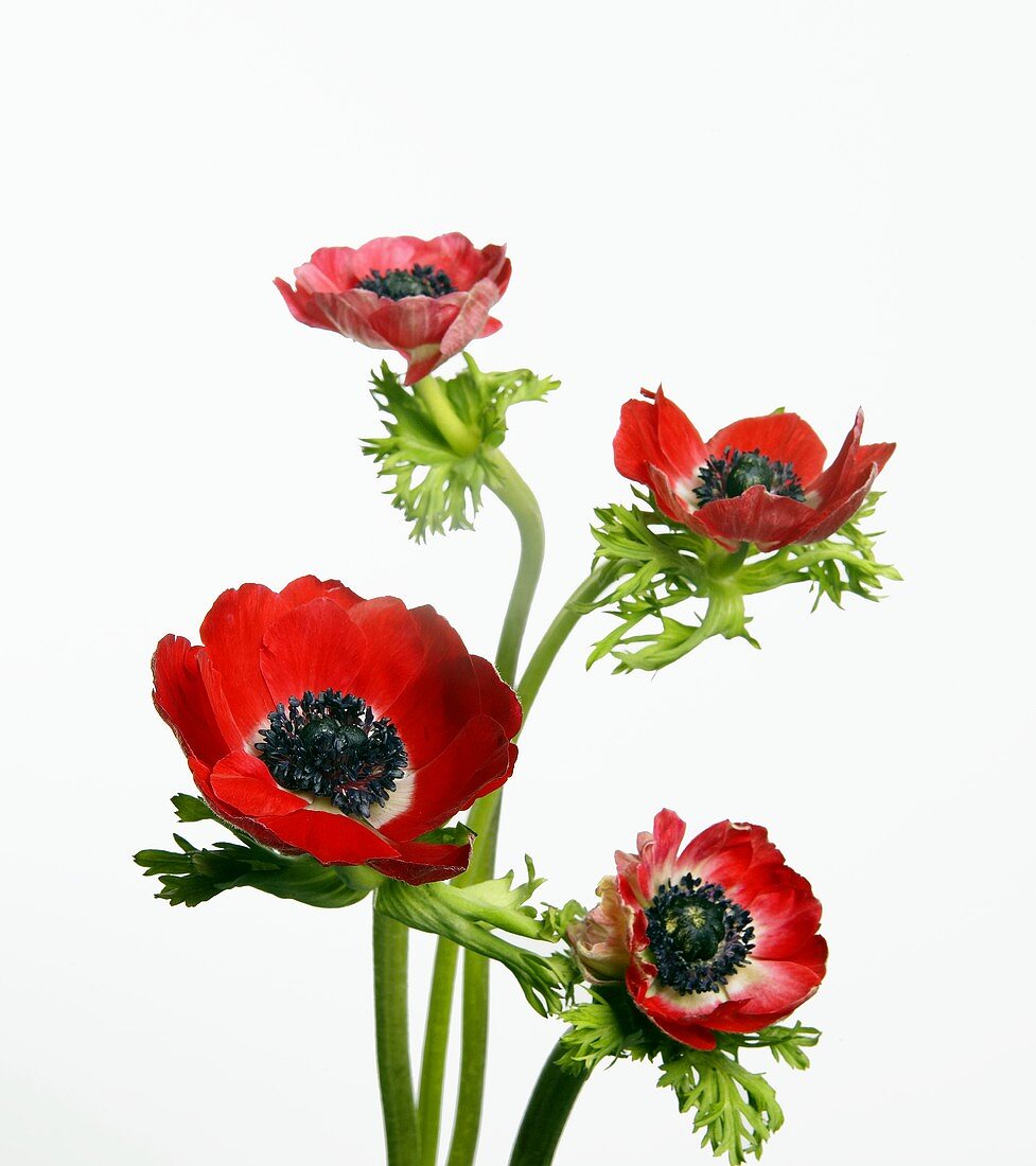 Rote Anemonenblüten (bot. Anemone coronaria; poppy anemone)