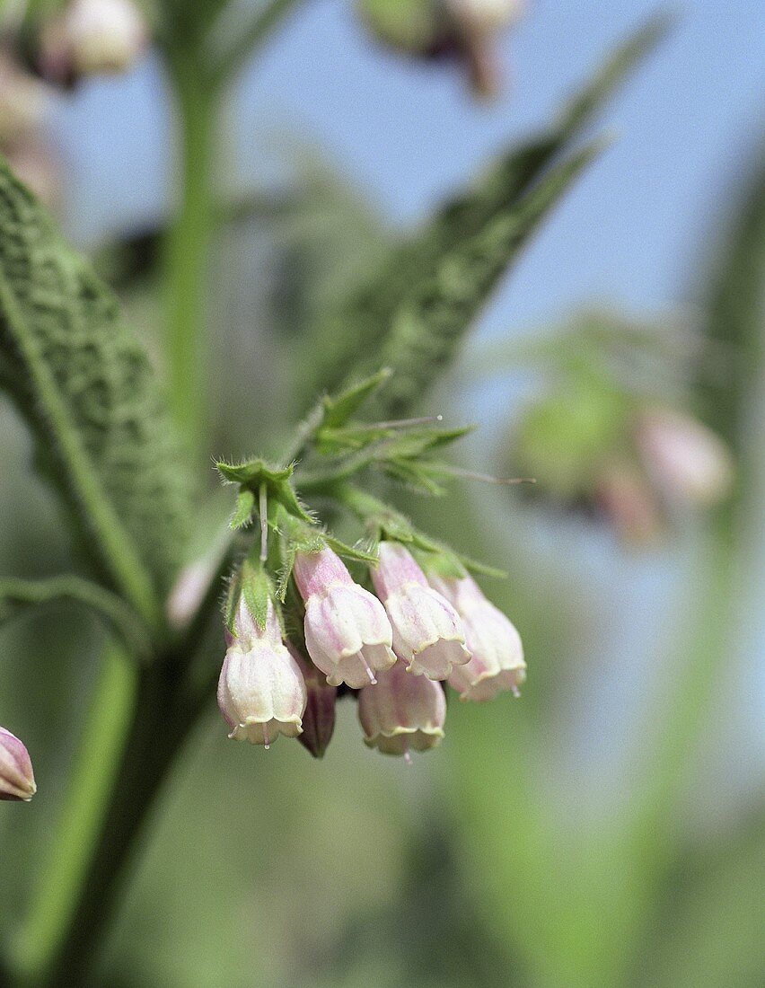 Comfrey plant with flowers