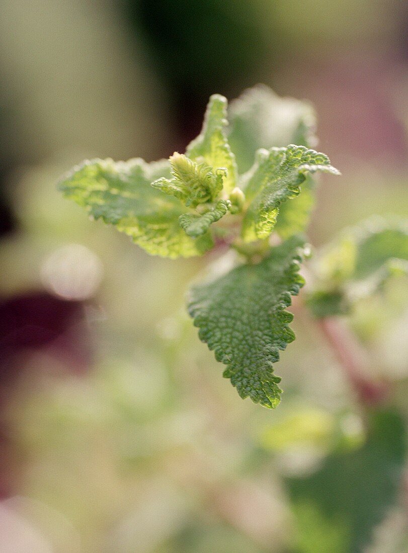 Crispy Wood Sage, Close Up (Teucrium scorodonia)