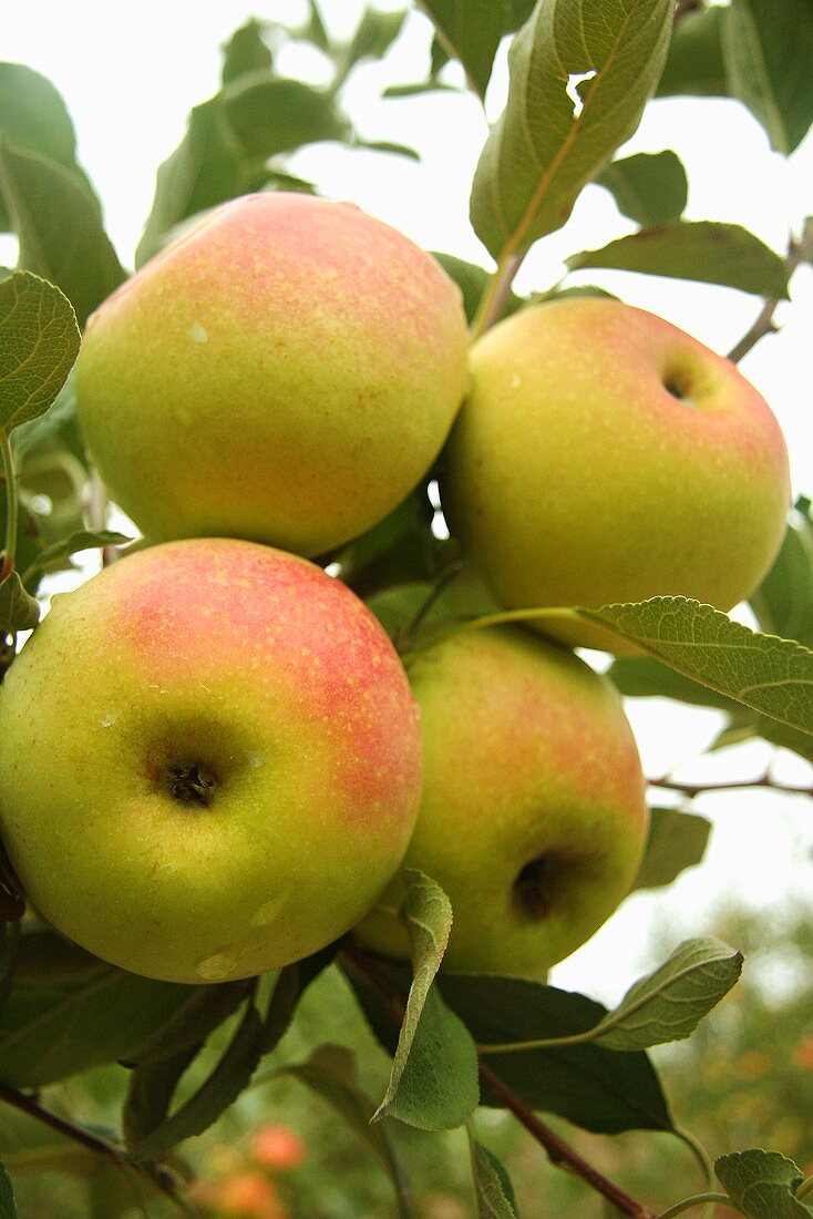 A Cluster of Lady Apples with Water Droplets Hanging on the Tree