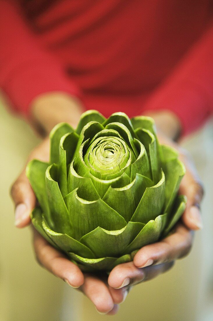 Hands Holding an Artichoke