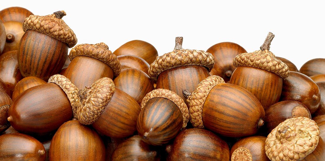 Acorns