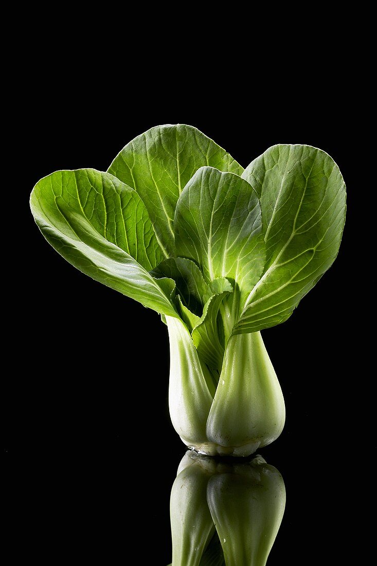 Pak Choi auf schwarzem Untergrund