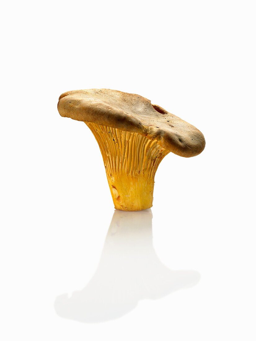 A Chanterelle Mushroom