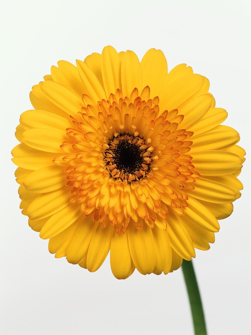 Gelbe Gerbera