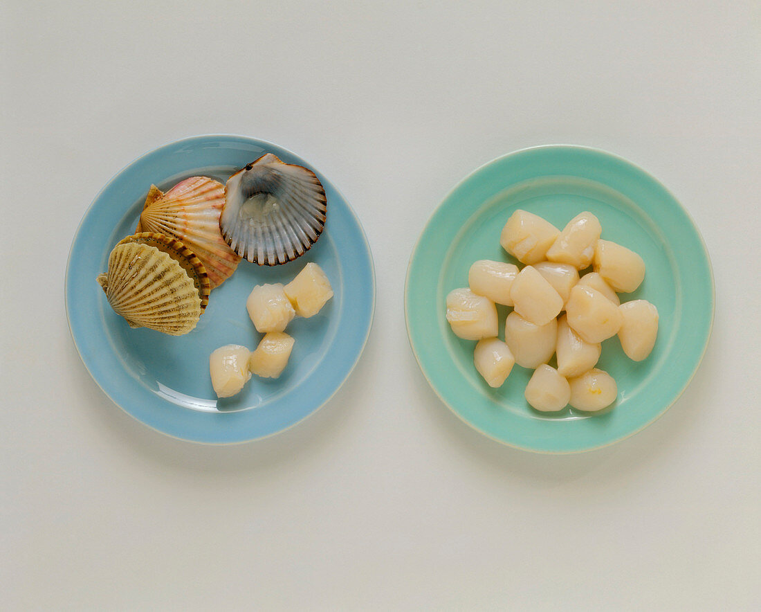 Raw Scallops with Shells