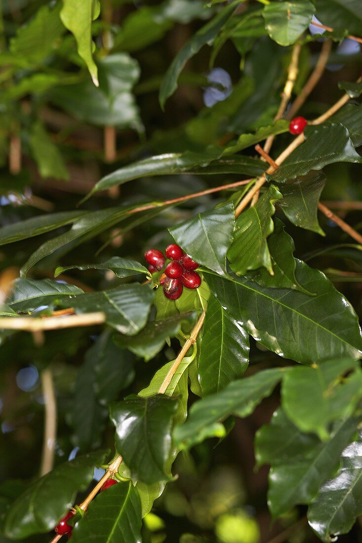 Coffee Berries on the Branch