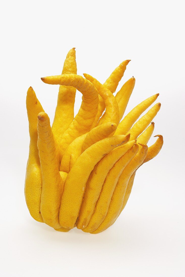 Buddha's Hand (Gefingerte Zitrone, Citrus medica)