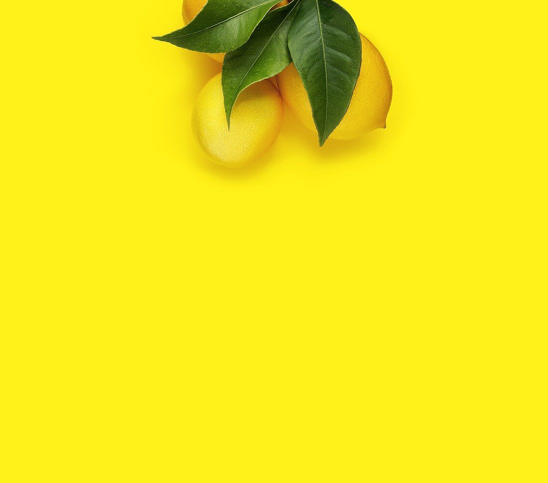 Zitronen mit Blättern auf gelbem Untergrund