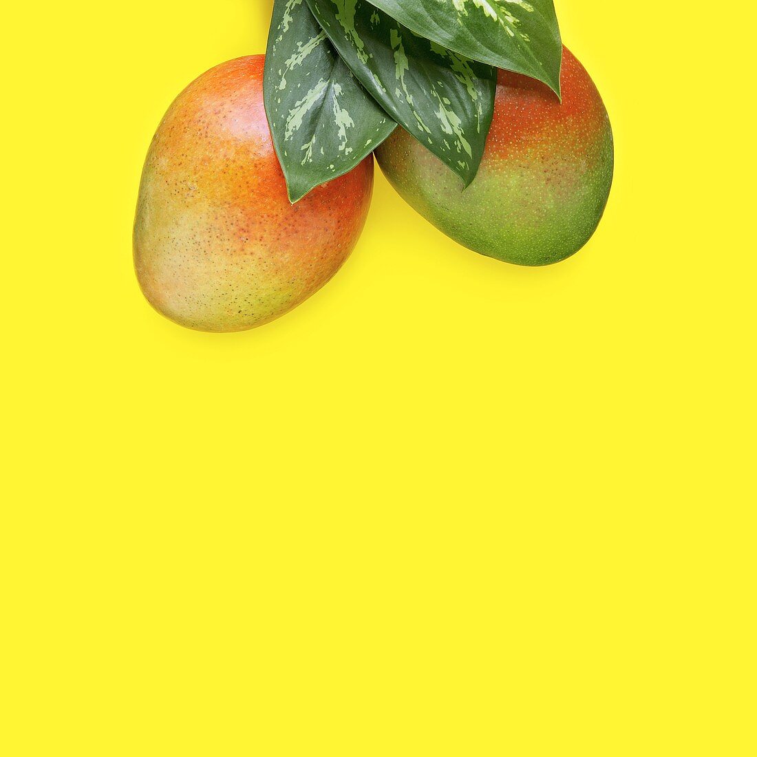 Mangos with Leaves on a Yellow Background