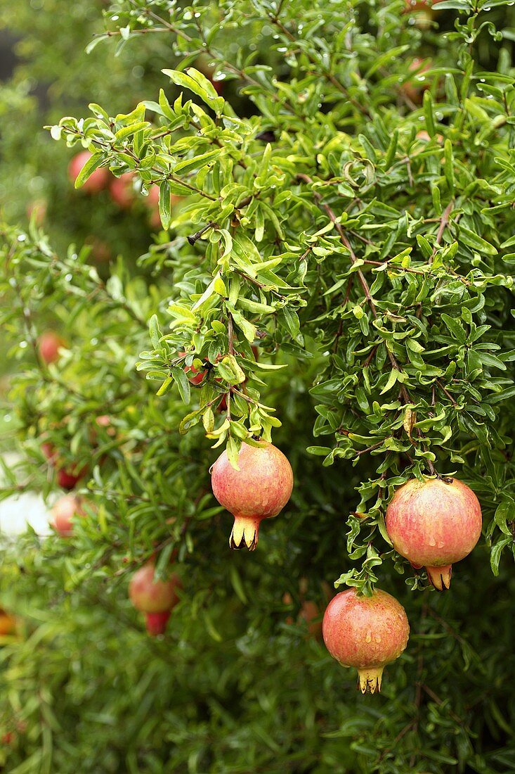 Pomegranates Hanging from a Dwarf Pomegranate Tree